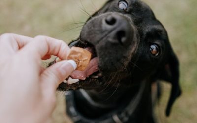 Wholesome Treats: A Trainer’s Best Friend